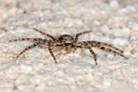 Philodromus margaritatus
