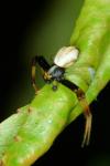Misumena vatia