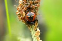 Synema globosum