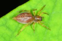 Clubiona comta