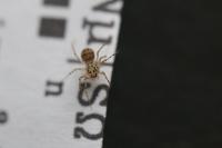 Scytodes thoracica
