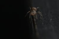 Scytodes thoracica