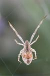 Uloborus walckenaerius