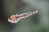 Uloborus walckenaerius