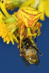 Thomisus onustus