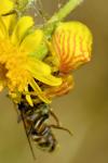Thomisus onustus