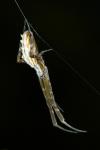 Uloborus walckenaerius