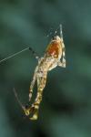 Uloborus walckenaerius