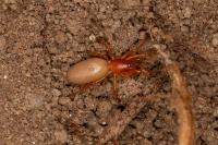 Dysdera