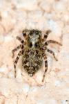 Pseudeuophrys erratica