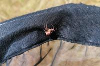 Xysticus