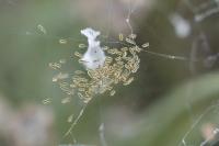 Uloborus walckenaerius