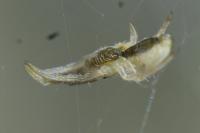 Uloborus walckenaerius