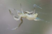 Uloborus walckenaerius