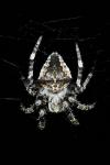 Araneus angulatus