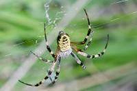 Argiope bruennichi