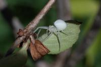 Misumena vatia
