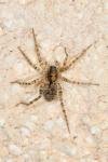 Pardosa