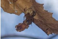 Parasteatoda lunata