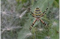 Argiope bruennichi