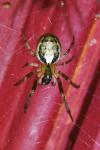 Zygiella x-notata
