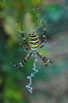 Argiope bruennichi