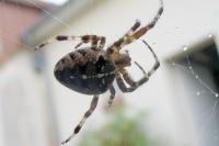 Araneus diadematus