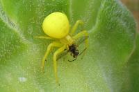 Misumena vatia
