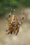 Araneus diadematus