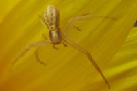 Runcinia grammica