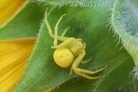 Misumena vatia