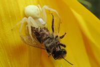 Misumena vatia