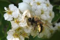 Misumena vatia