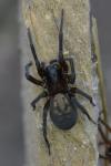 Amaurobius ferox