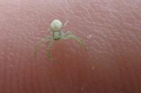 Misumena vatia