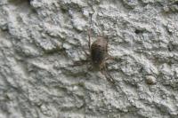 Odiellus spinosus