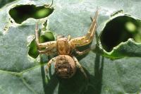 Xysticus
