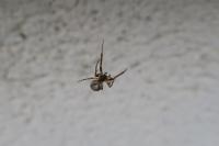 Zygiella x-notata