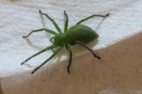 Micrommata