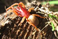 Dysdera crocata