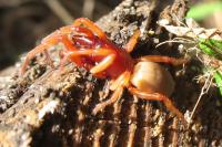 Dysdera crocata