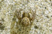Xysticus