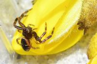 Synema globosum