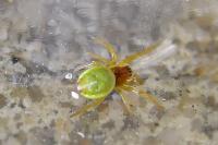Araniella