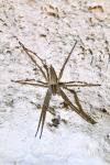 Pisaura mirabilis