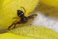Synema globosum