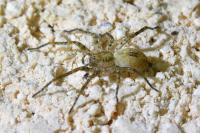 Anyphaena accentuata