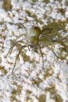 Anyphaena accentuata