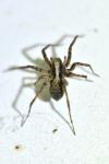 Pardosa