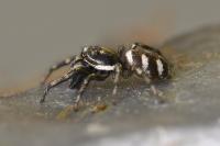 Salticus scenicus